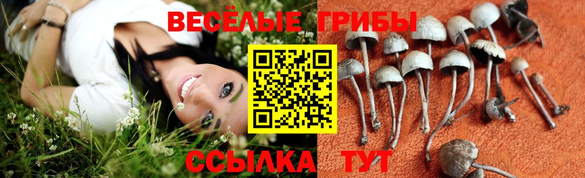 Псилоцибиновые грибы Psilocybine cubensis  Псилоцибиновые грибы прущие грибы  Вход с VPN  Алатырь 